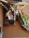 Lawn Leaf Box- Go Beyond the Bag! 5 XXL Boxes Included. - Cats Desire Disposable Cat Litter Boxes