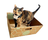 Cats Desire Cat House with Scratcher Mat and Catnip pouch - Cats Desire Disposable Cat Litter Boxes