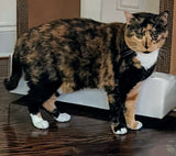Cats Desire Disposable Pet Carrier - Cats Desire Disposable Cat Litter Boxes
