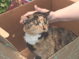 Sassy Cat going to the Vet!