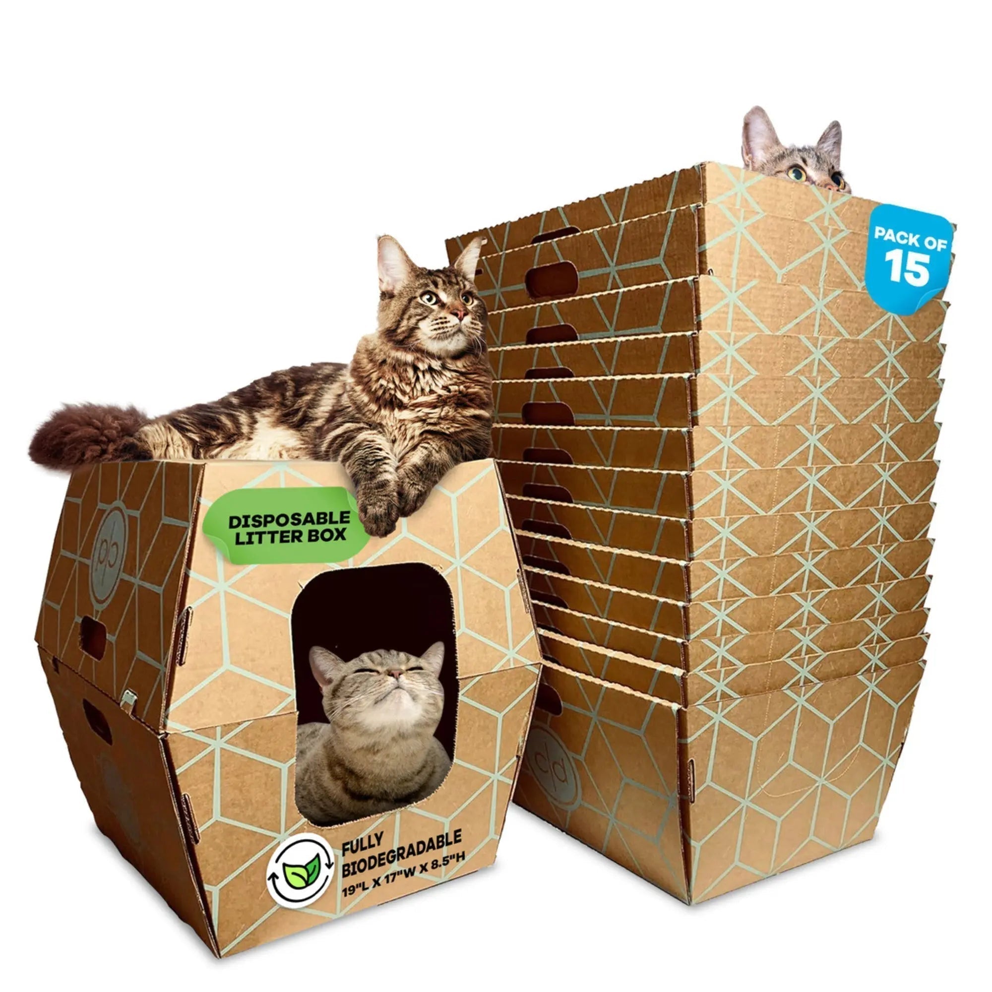 cats lounging on cats desire disposable litter boxes