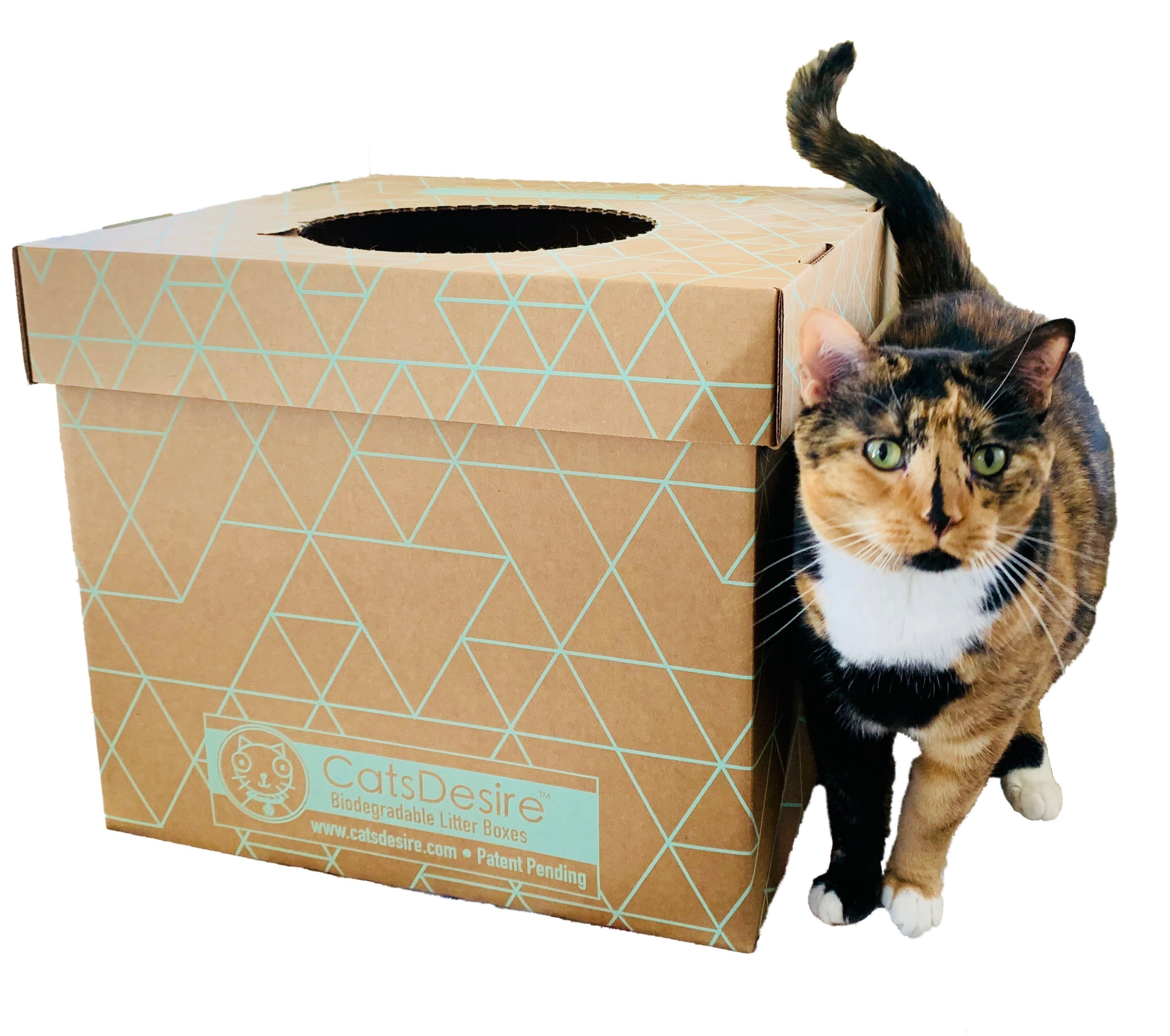 Sassy Cat beside her Cats Desire disposable tope entry litter box