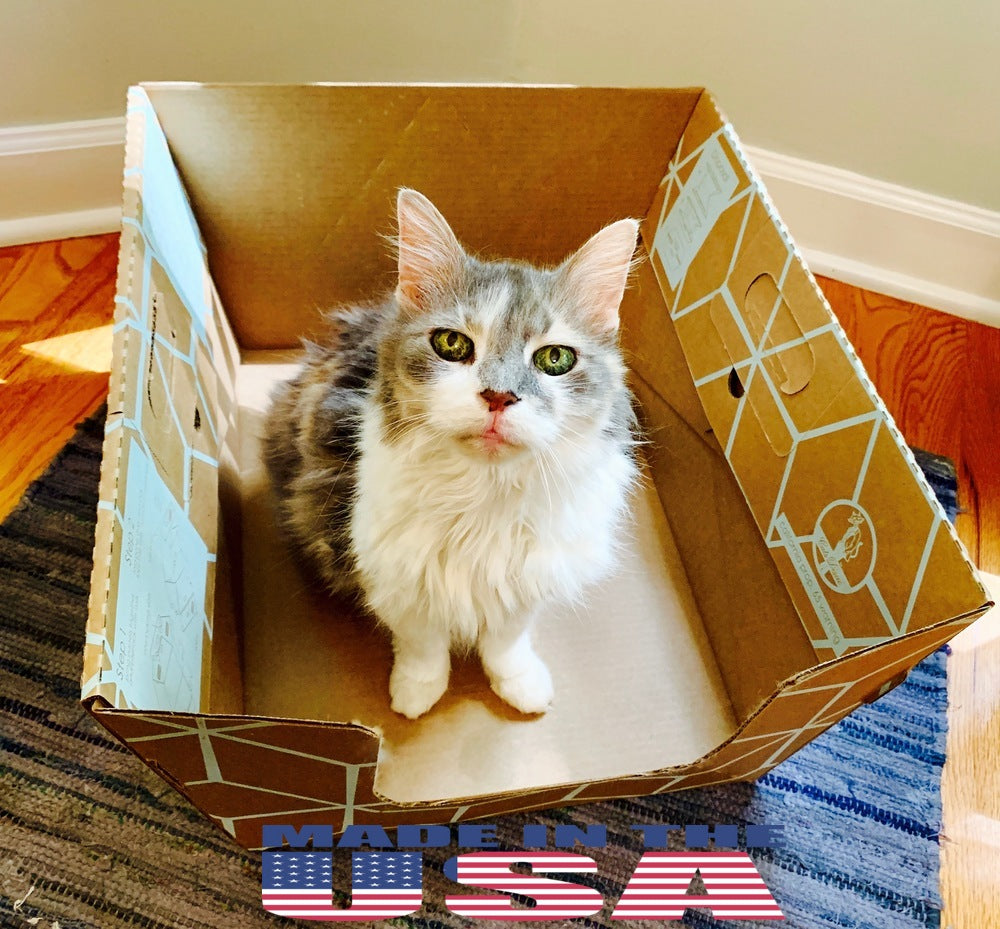 Cat inside disposable litter box