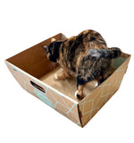 Cats Desire Cat House with Scratcher Mat and Catnip pouch - Cats Desire Disposable Cat Litter Boxes