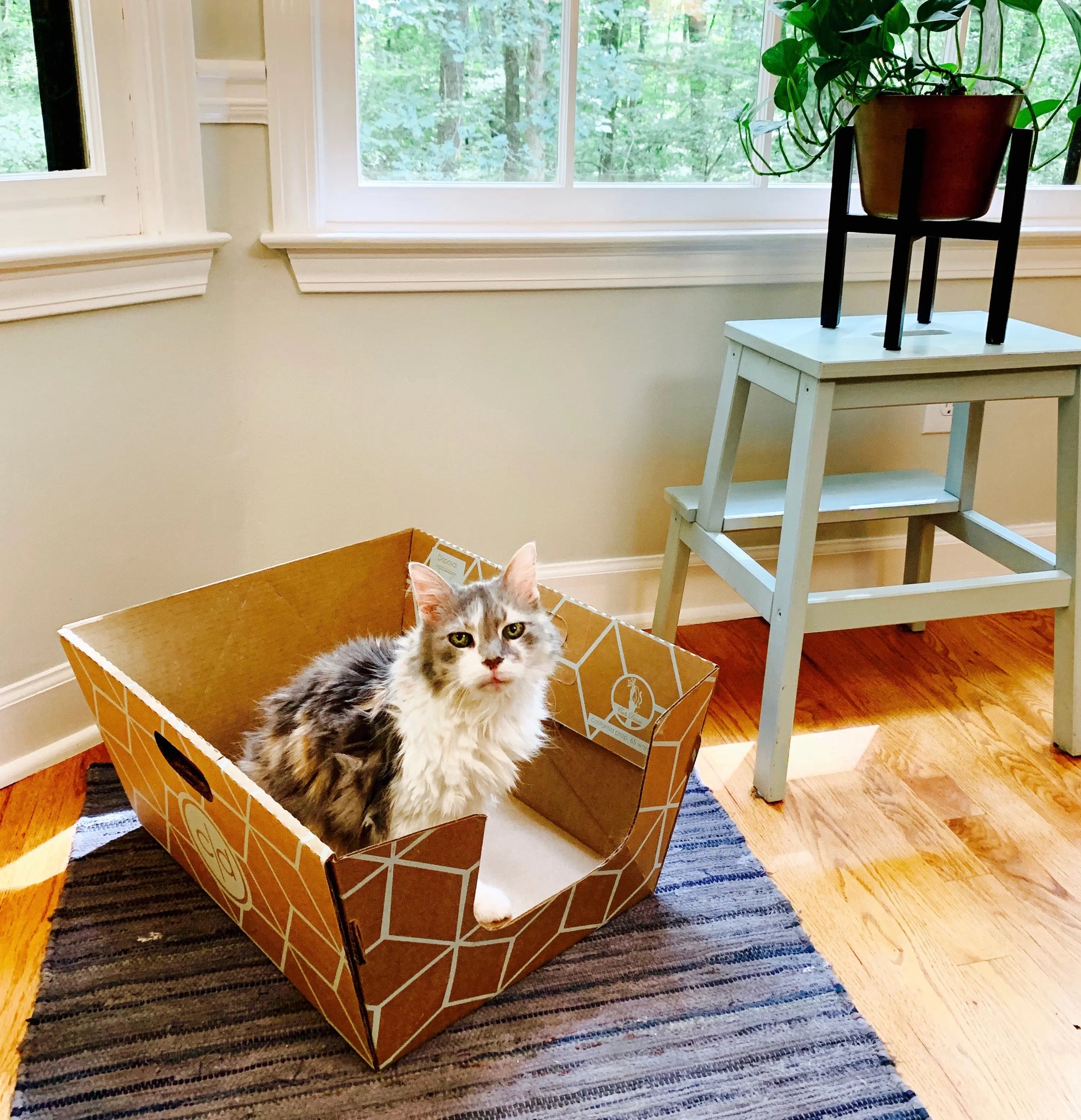 5O PACK BULK ORDER • BIODEGRADABLE LITTER BOXESBONUS 5 free! 55 to Cats Desire Disposable